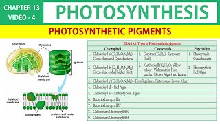 Photosynthesis in Tamil 4  Photosynthetic Pigments  Chlorophyll in Tamil  Class 11 Botany [upl. by Smallman]