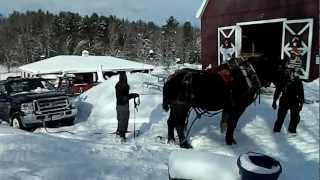 Draft Horses Iceman amp Mario pull the Ford 350 truck out of the snow up hill [upl. by Rondon216]