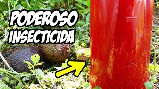 ¡El Mejor INSECTICIDA CASERO que Existe Combate Tus Plagas Con HUESO de 🥑  La Huerta de Ivan [upl. by Ecidnacal545]