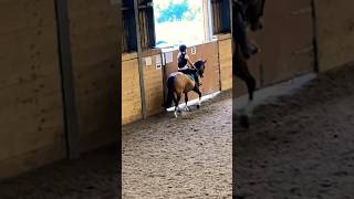 Little clip of today Practicing a dressage testPrelim 1 music [upl. by Olive801]