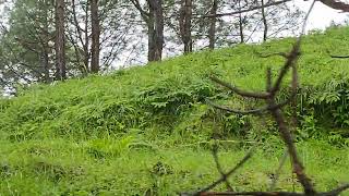 Koklass Pheasant Pucrasia macrolopha at Ranikhet 2024 Rare birds of Uttarakhand [upl. by Mw]