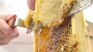 How To Extract Honey From A Bee Hive Beginners Guide [upl. by Eceirehs656]