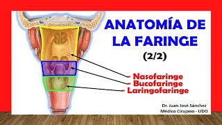 🥇 ANATOMÍA DE LA FARINGE 22 Nasofaringe Bucofaringe Laringofaringe Fácil y Sencilla [upl. by Margetts]