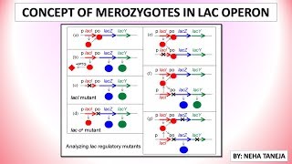 CONCEPT OF MEROZYGOTES IN LAC OPERON  LAC OPERON MUTATIONS [upl. by Aym520]