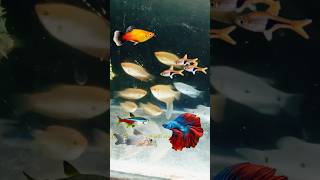 Gourami Fish Tank Mates 😍 aquarium mollyfish tankmate minivlog petsvlog shorts [upl. by Stanly]