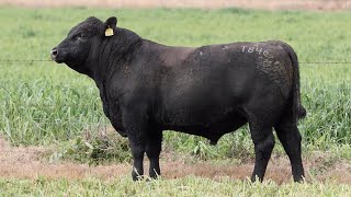 Lot 127 EVT22T846 Peakes Bowen 2024 [upl. by Corabella74]