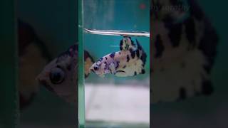 பாத்ரூம்ல மீன் இருக்குமா 😂  betta fish farm [upl. by Nilcaj]