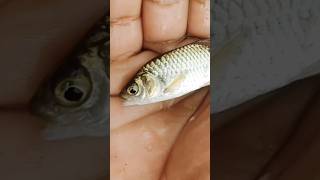 Buffer fish pufferfish aquarium thefishfans fishing puffer animals germanshepherd fish [upl. by Nariko]