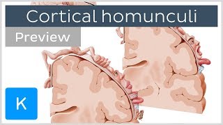 Motor and sensory cortical homunculus preview  Human Neuroanatomy  Kenhub [upl. by Lecirg402]