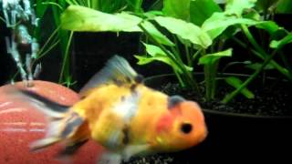 Repashy Soilent Green First Time Feeding To Fancy Goldfish [upl. by Pippy]