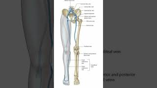 Venous drainage of lower limb shorts [upl. by Argile]