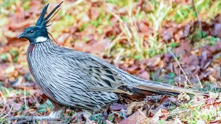 Koklass pheasant Pucrasia macrolopha in natural habitat [upl. by Dry]