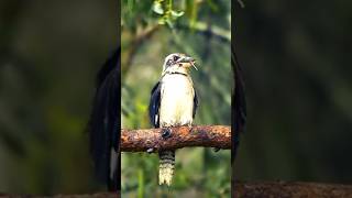 Pied Falconet Tiny but Mighty Hunter 🦅 PiedFalconet birdsofprey shorts viral viralvideo [upl. by Brandise]