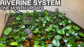 Anubias and Buce Emersed Propagation  RIVERINE SYSTEM  One Month [upl. by Henn]