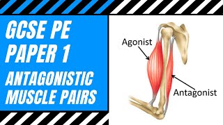 AQA GCSE PE What Is An Antagonistic Pair  Agonist  Antagonist  Muscle Action  Movement [upl. by Bridget823]