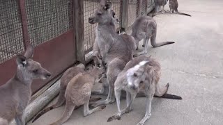 カンガルーの大家族 Amazing kangaroo big family 114【Cute animal videos】【こども動物自然公園】 [upl. by Ahsenac450]