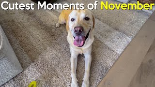 3 Minutes Of a Labrador Being Cute [upl. by Miche]