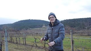 Weinreben schneiden im Spalier  Rebschnitt im Hausweingarten [upl. by Hoy]