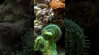 Unbelievable Watch How Starfish Eat  You Wont Believe Your Eyes 🐟🐠🌊🌟 [upl. by Darleen]