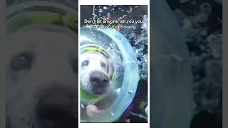 MAN BUILDS DOG SCUBA SUIT 🤿dog wholesome animal [upl. by Ainolopa]