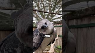 Harpy Eagle 🦅 World’s DEADLIEST Eagle [upl. by Ronalda794]