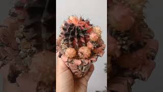 GYMNOCALYCIUM VARIEGATED VIDEOSHORTS VIRAL [upl. by Glynda]