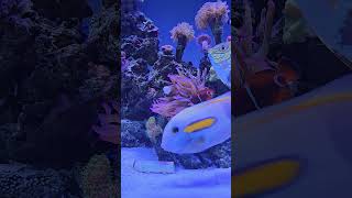 Anemone and clown fish anemone clownfish reef shortvideo shorts short music aquarium fish [upl. by Arriaes]