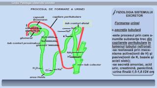 Lecția 32 Fiziologia sistemului excretor [upl. by Soni]