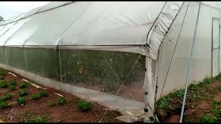 GREEN HOUSE FARMING IN NIGERIA [upl. by Chita350]