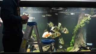 Huge Fish Tank Feeding [upl. by Samled]