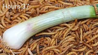 Mealworms Vs Scallion Mealworms timelapse [upl. by Adam997]