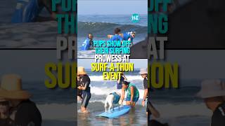 On Cam Surfing Dogs Ride High At San Diegos Iconic Competition [upl. by Rede659]