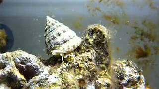 Trochus snail YouTube [upl. by Rastus730]