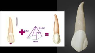 Upper canine quot upper cuspid quot [upl. by Nosde]