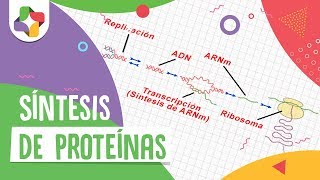 Síntesis de proteínas  Biología  Educatina [upl. by Drazze]