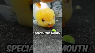 How the Ranchu Goldfish Eat thegoldfat shorts ranchu goldfish fish animals [upl. by Dekow]