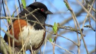 Spotted Towhee Bird Call  Beautiful Singing Bird [upl. by Eveiveneg]