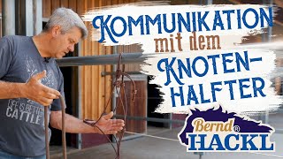 Kommunikation mit dem Knotenhalfter  Bernd Hackl erklärt 🐴 [upl. by Leela]