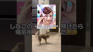 しなこの家に愛犬連れて行ったら帰宅拒否されましたwwww tiktok shorts [upl. by Vanessa]