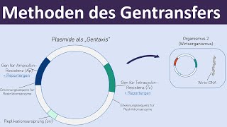 Methoden des Gentransfers  Vektoren Plasmide Transformation  Gentechnik 47 [upl. by Tori]