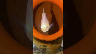 Itne Chote Polar Parrot ke Bacche ko Alag Karna Kyu Pada shortsvideo polarparrotfish polarparrot [upl. by Nisotawulo]