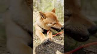 KobetheShiba‬ on his HIKING Adventure Le Ninglinspo BELGIUM Comment Like and Subscribe for more [upl. by Ahseenat]