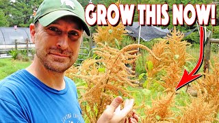 How To Grow Amaranth From Seed To Harvest You MUST Grow This [upl. by Yasui]