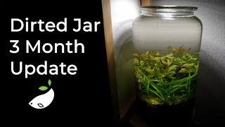 3 Month Update of my Dirted Walstad Aquarium Jar  How To [upl. by Kayle]