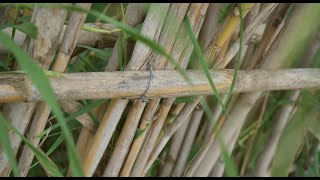 ☠️ Cómo se reproduce la caña común Arundo donax [upl. by Gemmell]