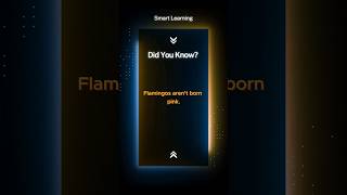 Flamingos flamingofact smartlearning trendingshorts viralshorts [upl. by Wilonah]