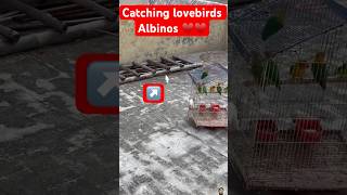 Catching the Rare Albino Lovebird♥️😍 lovebirds albino  Funny cat shorts pets parrot birds [upl. by Olsson403]