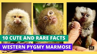 The Western Pygmy Marmoset Cebuella Pygmaea 10 cute facts [upl. by Thorman599]