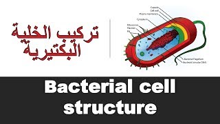 Bacterial cell structure [upl. by Peace]