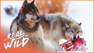 The Wild Wolves Of Yellowstone  The War Of The Wolf Packs Part 2  White Wolf  Real Wild [upl. by Yentuoc512]